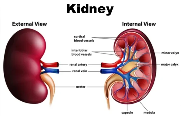 Kidney Failure